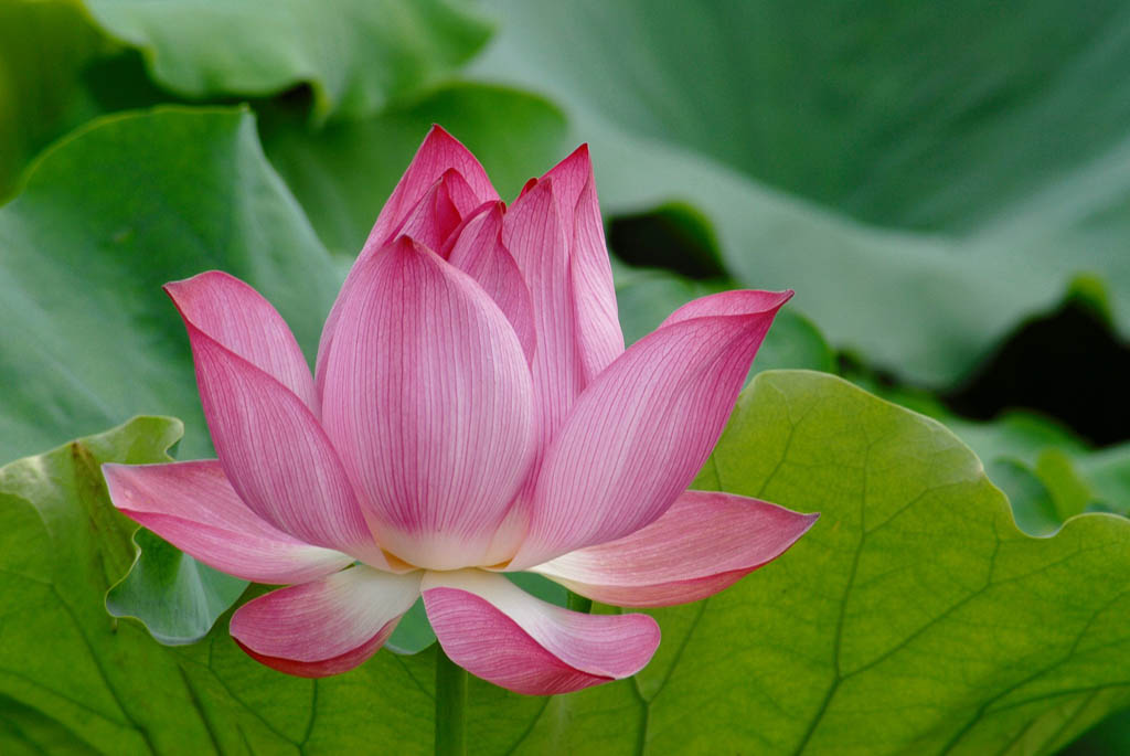 The significance of the lotus