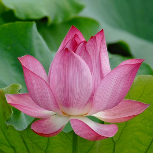photograph of a lotus flower
