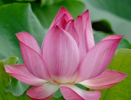 photograph of a lotus flower